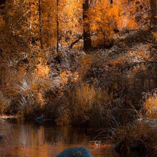 Autumn lake phone wallpaper