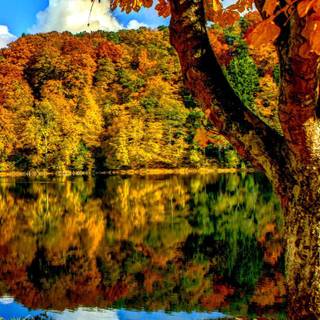 Autumn lake phone wallpaper