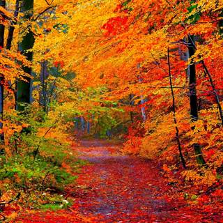 Horizontal autumn wallpaper