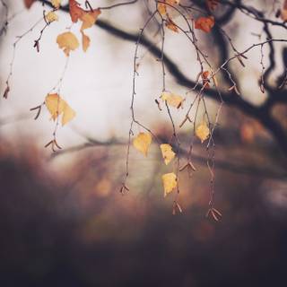 Horizontal autumn wallpaper