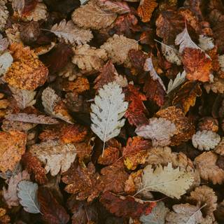 Horizontal autumn wallpaper