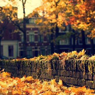 Horizontal autumn wallpaper