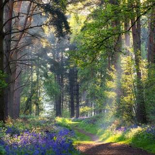 Summer paths wallpaper