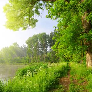 Summer paths wallpaper