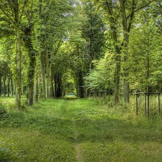 Summer paths wallpaper