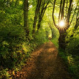 Summer paths wallpaper