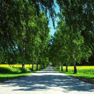 Summer paths wallpaper