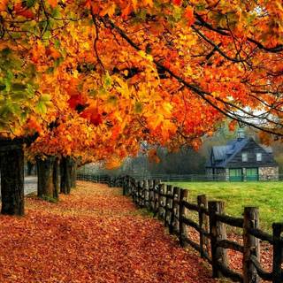 Autumn comfort wallpaper