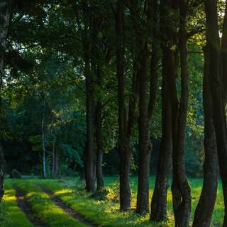 Summer paths wallpaper