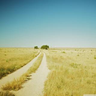 Summer paths wallpaper