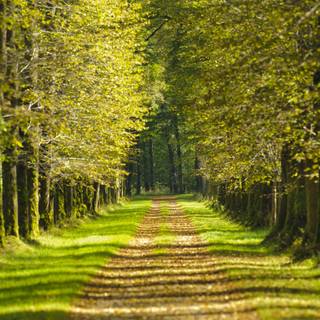 Summer paths wallpaper