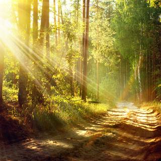 Summer paths wallpaper