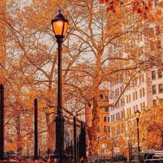Autumn leaves street wallpaper