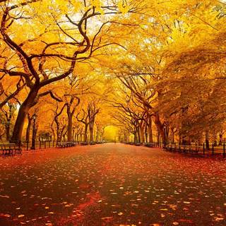 New York autumn desktop wallpaper