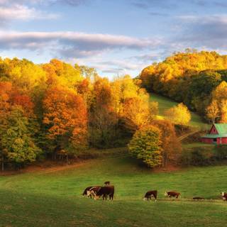 Farming autumn wallpaper