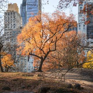 Autumn Central Park iPhone wallpaper