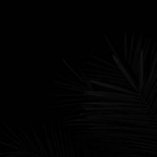 Black colour phone wallpaper