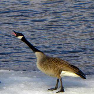 Goose phone wallpaper