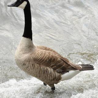 Goose phone wallpaper