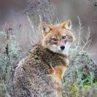 Golden jackal wallpaper