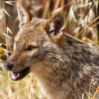 Golden jackal wallpaper