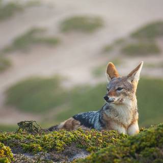 Golden jackal wallpaper