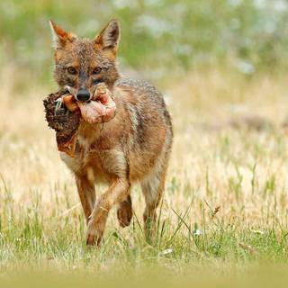 Golden jackal wallpaper