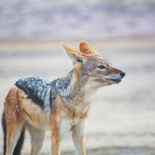 Golden jackal wallpaper