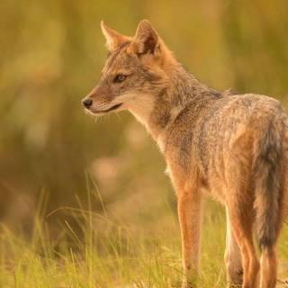 Golden jackal wallpaper