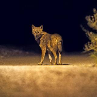 Golden jackal wallpaper