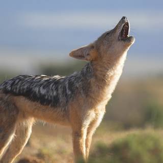 Golden jackal wallpaper