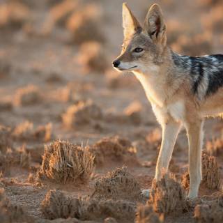 Golden jackal wallpaper