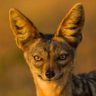 Golden jackal wallpaper