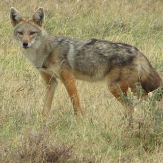 Golden jackal wallpaper