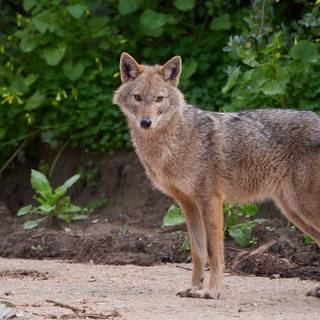 Golden jackal wallpaper