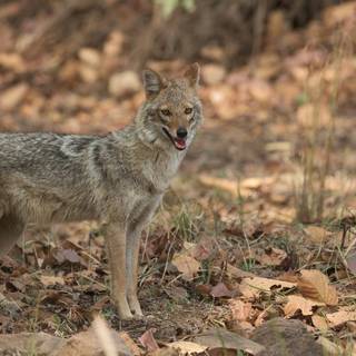 Golden jackal wallpaper