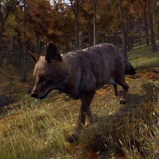 Golden jackal wallpaper