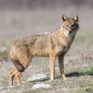 Golden jackal wallpaper