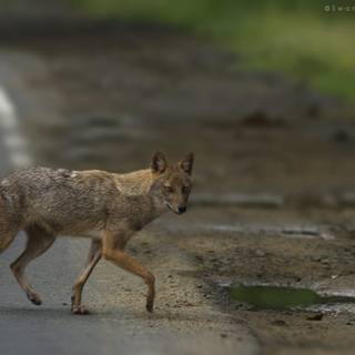 Golden jackal wallpaper