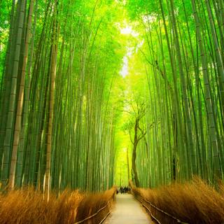 Kyoto bamboo wallpaper