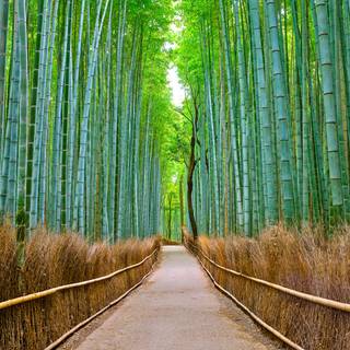 Kyoto bamboo wallpaper