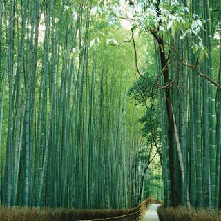 Kyoto bamboo wallpaper