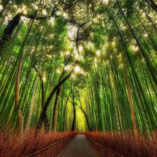 Kyoto bamboo wallpaper