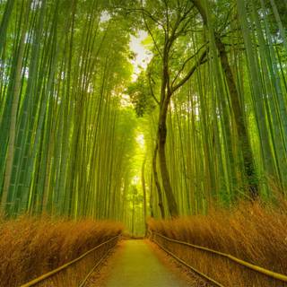 Kyoto bamboo wallpaper