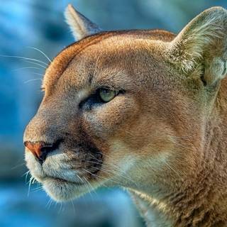 4k cougar wallpaper