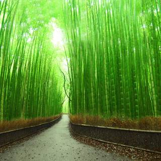 Kyoto bamboo wallpaper