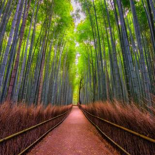 Kyoto bamboo wallpaper