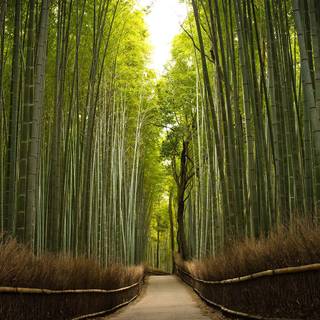 Kyoto bamboo wallpaper