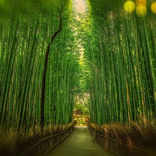 Kyoto bamboo wallpaper