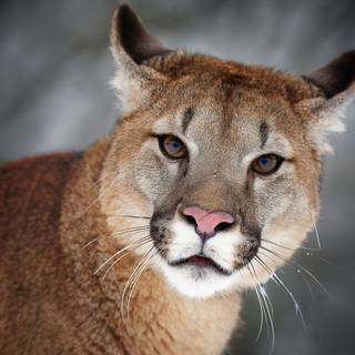 4k cougar wallpaper
